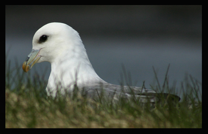 FULMAR nie mewa polarna