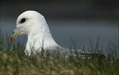 FULMAR nie mewa polarna