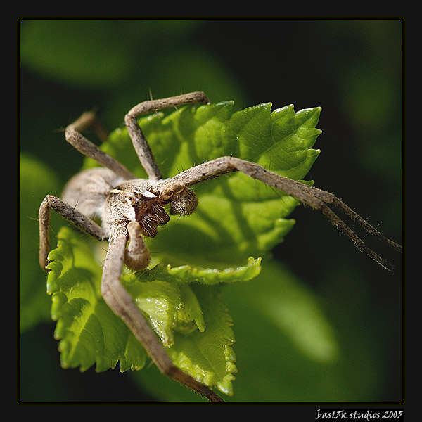 Eight Legs&#039 Spider