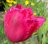 Tulipan - pink