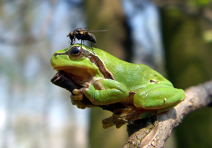 Hyla arborea