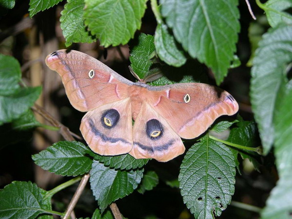 Antheraea polyphemus