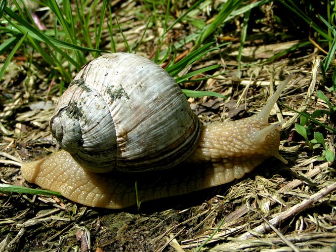 Winniczek