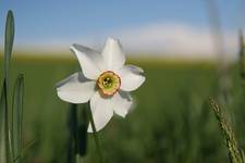 Narcissus poeticus (narcyz biały)