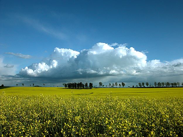 cd rzepaków, nieba i chmur