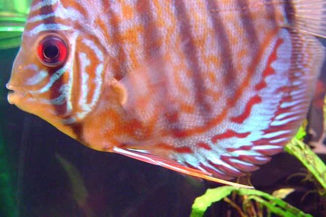 discus fish