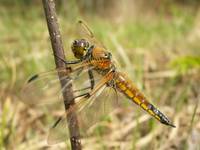 Libellula quarimaculata