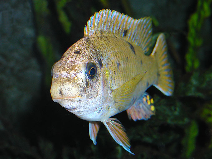 Labeotropheus fuelleborni