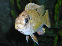 Labeotropheus fuelleborni