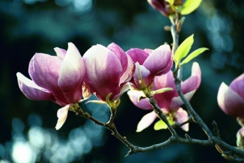 magnolie