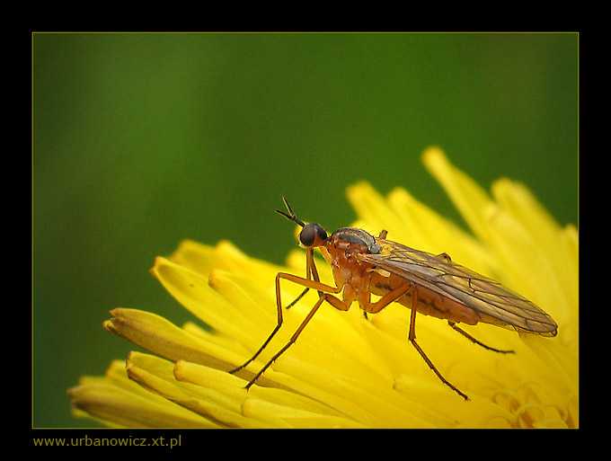 Mucha Diptera