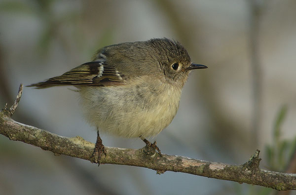 Pine Warbler