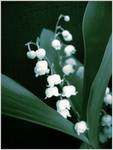 Lily of the valley