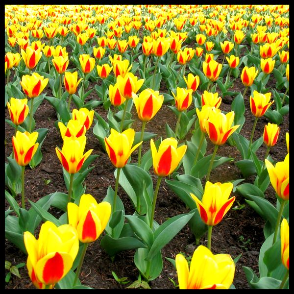 Tulipany