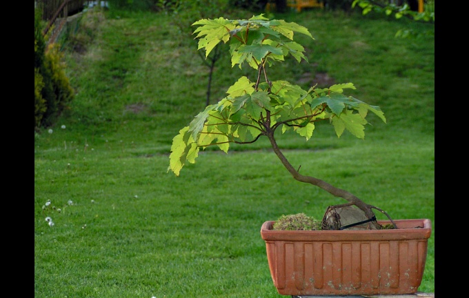 bonsai młodszy