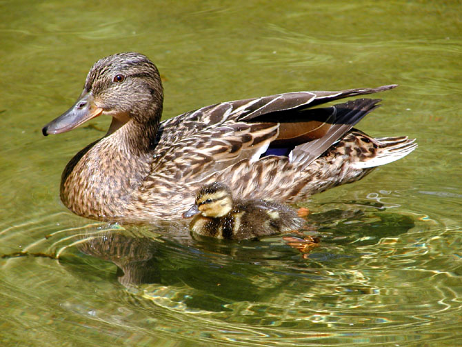 matka z małą