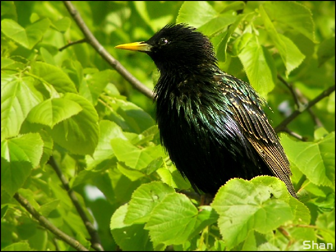 Sturnus vulgaris ;)