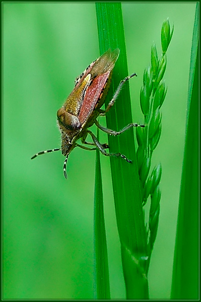 Plusknia jagodziak (Dolycoris baccarum)