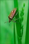 Plusknia jagodziak (Dolycoris baccarum)