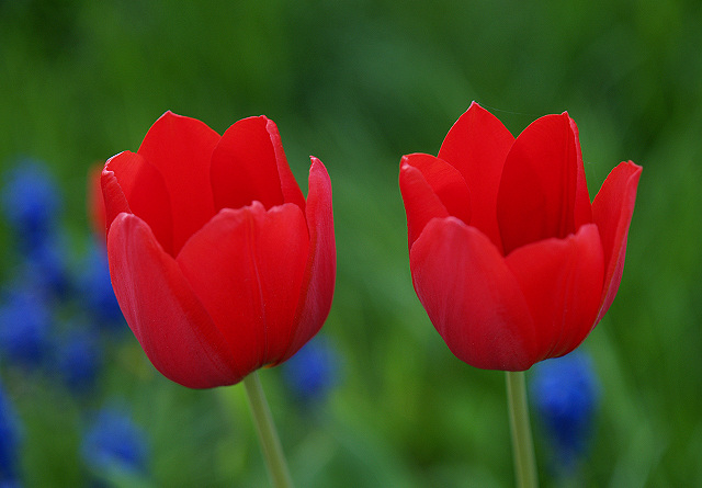 Tulipany