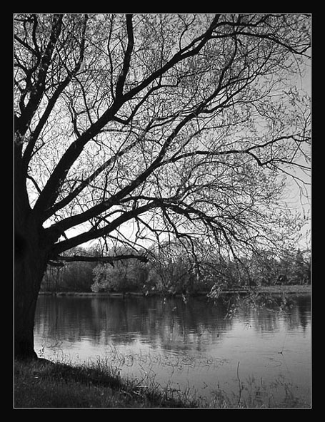 narew