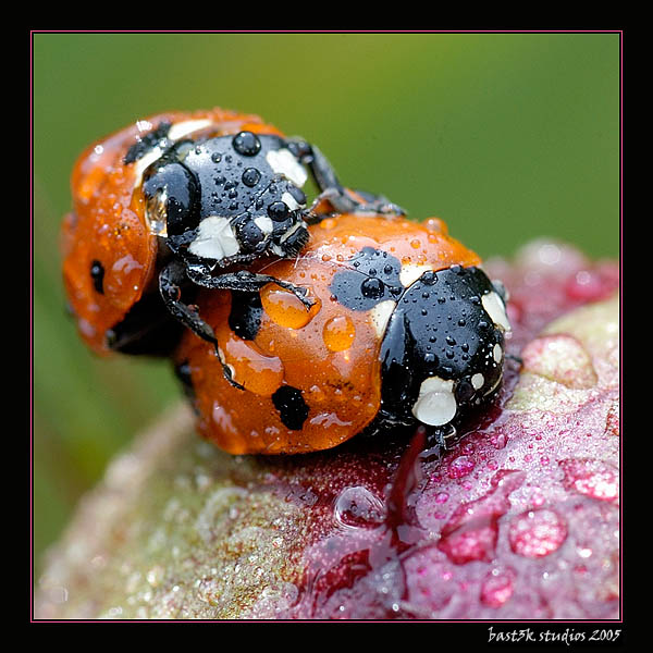 Two Ladies&#039 Bugs