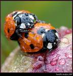 Two Ladies&#039 Bugs