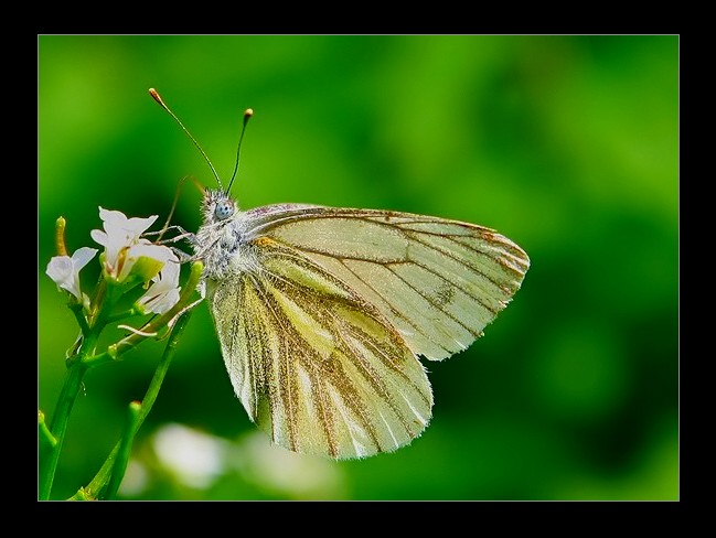 Bielinek bytomkowiec (Pieris napi)