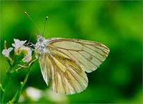 Bielinek bytomkowiec (Pieris napi)