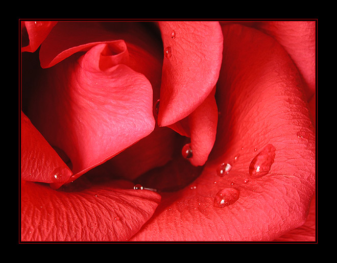 RedRose