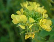 yellow flower