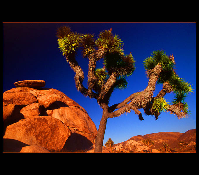 joshua tree