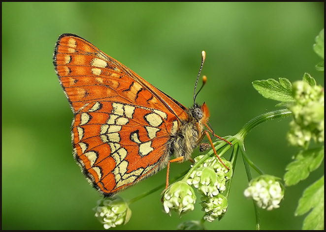 Przeplatka maturna