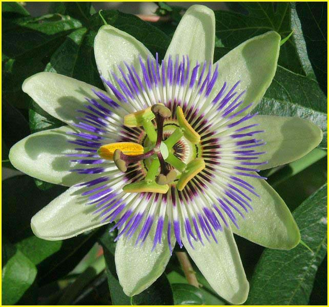 Passiflora