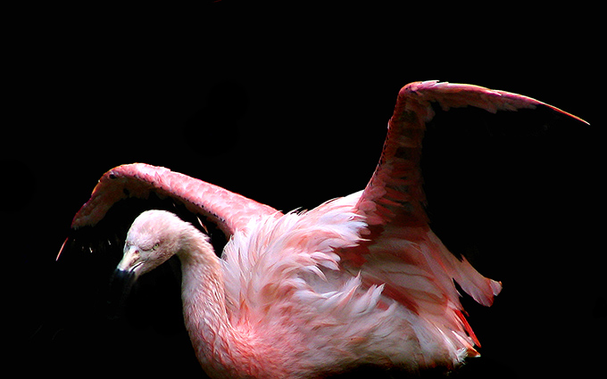 Flamingo