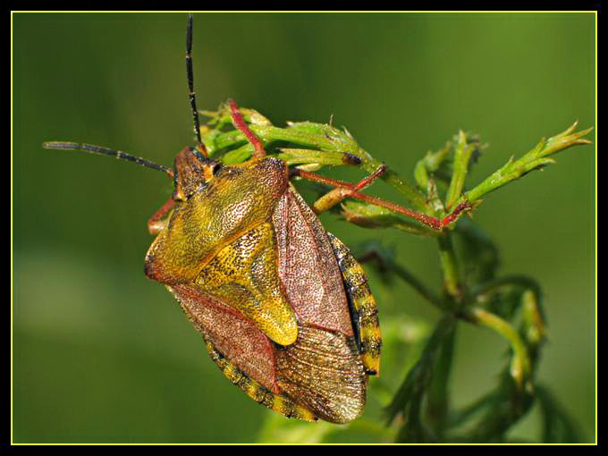 Pluskwiak jagodziak (Dolycoris baccarum)