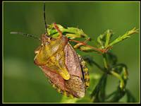 Pluskwiak jagodziak (Dolycoris baccarum)