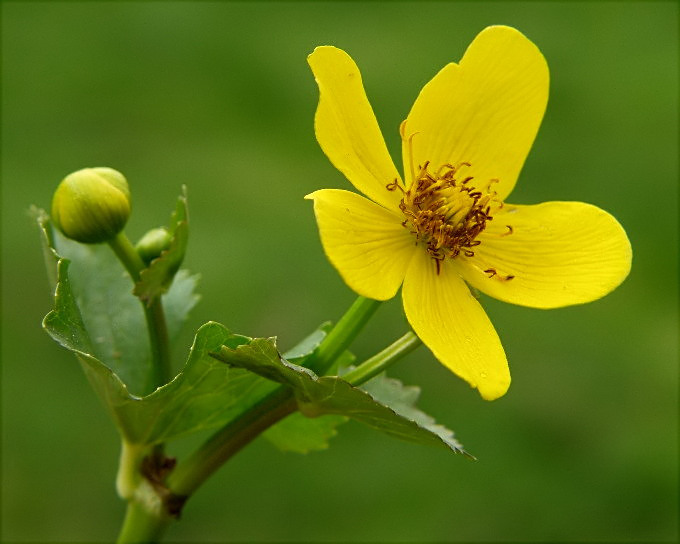 22-CALTHA PALUSTRIS  kaczeniec błotny