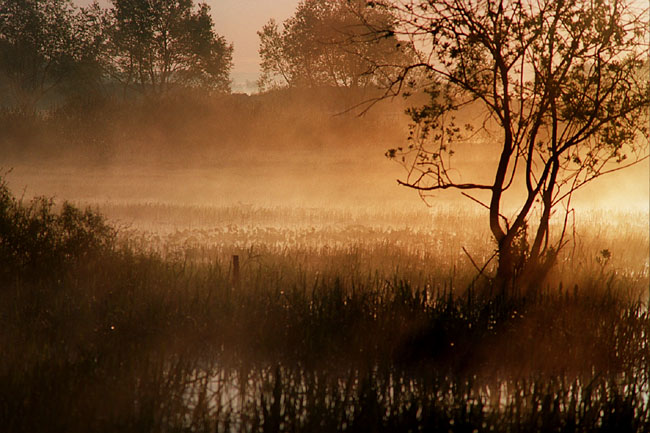 Poranek nad biebrzą