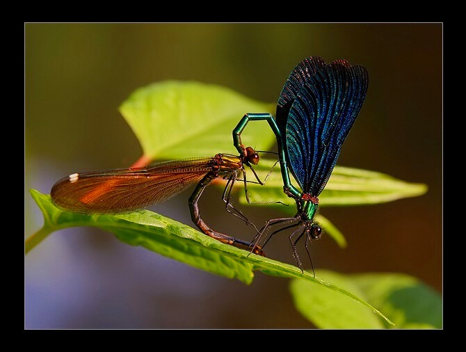 Switezianka dziewica(Calopteryx virgo)