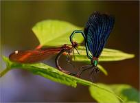 Switezianka dziewica(Calopteryx virgo)