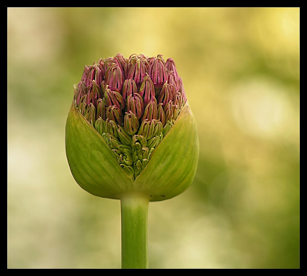 Allium giganteum