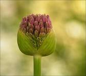 Allium giganteum