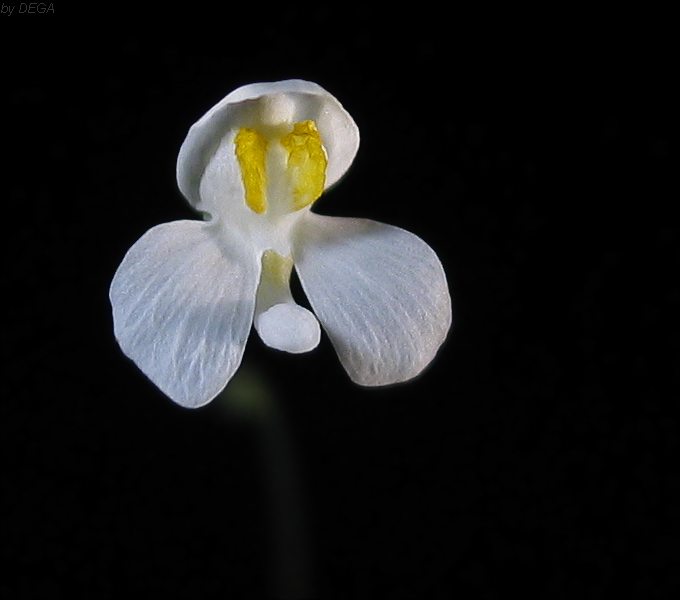 Utricularia nephrophylla