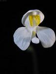 Utricularia nephrophylla