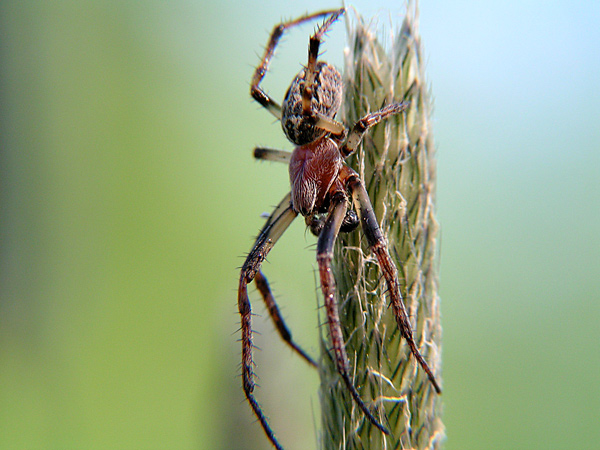 alpinista