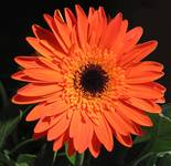 Gerbera