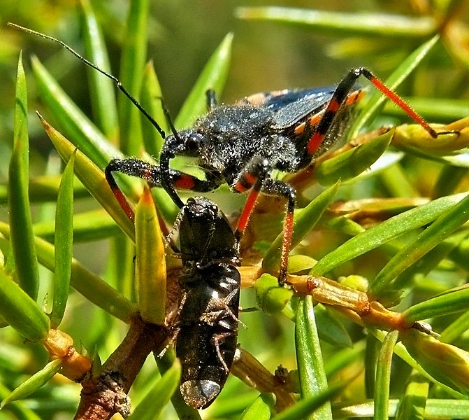 Pora obiadowa