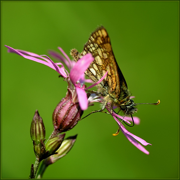 Kosternik palemon