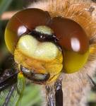 Libellula quadrimaculata